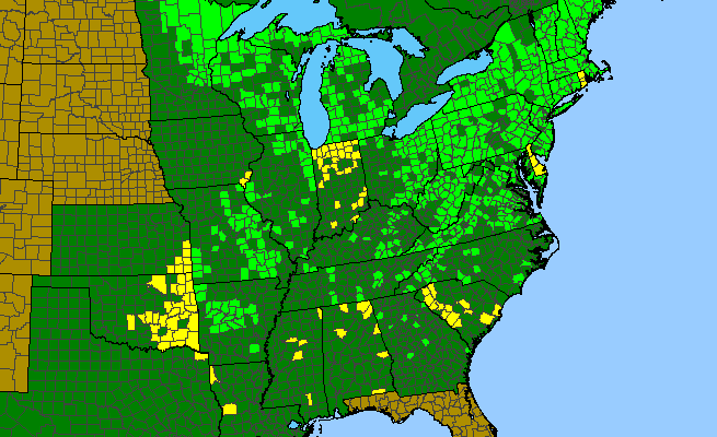 The range of Platanthera lacera
